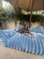 Mia Dapple AKC, a female Dachshund and Miniature Dachshund for sale in Phoenix, AZ – 4 of 8