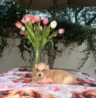 Mike LH AKC, a male Dachshund and Miniature Dachshund for sale in Phoenix, AZ – 2 of 4