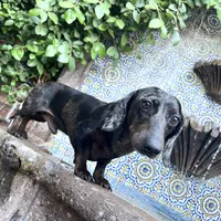Ava Dapple AKC, a female Dachshund and Miniature Dachshund for sale in Phoenix, AZ – Photo 9 of 10