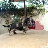 Ava Dapple AKC, a female Dachshund and Miniature Dachshund for sale in Phoenix, AZ – Photo 4 of 10