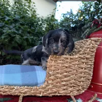 Ava Dapple AKC, a female Dachshund and Miniature Dachshund for sale in Phoenix, AZ – Photo 6 of 10