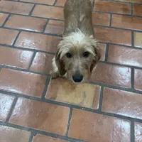 Ava Dapple AKC, a female Dachshund and Miniature Dachshund for sale in Phoenix, AZ – Photo 10 of 10