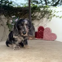 Ava Dapple AKC, a female Dachshund and Miniature Dachshund for sale in Phoenix, AZ – Photo 1 of 10