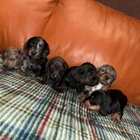 Ava Dapple AKC, a female Dachshund and Miniature Dachshund for sale in Phoenix, AZ – Photo 8 of 10