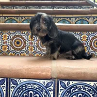 Ava Dapple AKC, a female Dachshund and Miniature Dachshund for sale in Phoenix, AZ – Photo 3 of 10