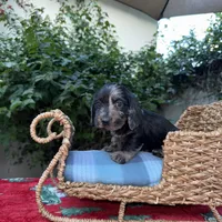 Ava Dapple AKC, a female Dachshund and Miniature Dachshund for sale in Phoenix, AZ – Photo 5 of 10