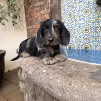Ava Dapple AKC, a female Dachshund and Miniature Dachshund for sale in Phoenix, AZ – Photo 2 of 10