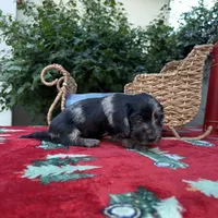 Ava Dapple AKC, a female Dachshund and Miniature Dachshund for sale in Phoenix, AZ – Photo 7 of 10