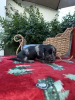 processed/2c98376f-3abf-495c-a2d5-588128dd9bfb/listing/2c4a860c-a4c4-4c06-bd16-ee9bfb3feff4/ead708ed-956d-49f7-b637-dca0e3f145c6