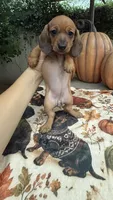 Mia Red AKC, a female Dachshund and Miniature Dachshund for sale in Phoenix, AZ – 3 of 8