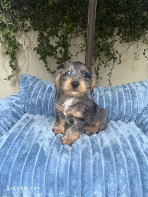 Joe Dapple AKC – Dachshund, Miniature Dachshund puppy for sale in Phoenix, AZ