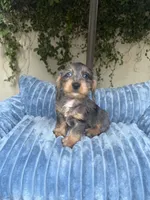 Joe Dapple AKC, a male Dachshund and Miniature Dachshund for sale in Phoenix, AZ – 1 of 10