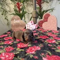 Rita AKC, a female Dachshund and Miniature Dachshund for sale in Phoenix, AZ – Photo 2 of 2