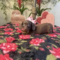 Rita AKC, a female Dachshund and Miniature Dachshund for sale in Phoenix, AZ – Photo 1 of 2