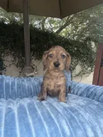 Bob Dapple AKC, a male Dachshund and Miniature Dachshund for sale in Phoenix, AZ – 3 of 8