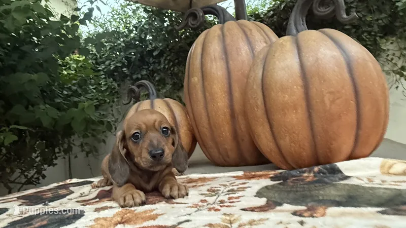 Mia Red AKC – Dachshund, Miniature Dachshund puppy for sale in Phoenix, AZ