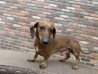 Isabella/Rocky, a female Miniature Dachshund for sale in Phoenix, AZ – Photo 5 of 6