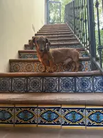 Isabella/Rocky, a female Miniature Dachshund for sale in Phoenix, AZ – Photo 4 of 6