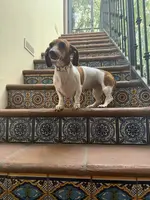 Isabella/Rocky, a female Miniature Dachshund for sale in Phoenix, AZ – Photo 2 of 6