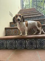 Isabella/Rocky, a female Miniature Dachshund for sale in Phoenix, AZ – Photo 3 of 6