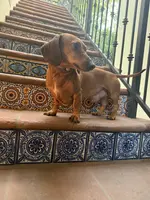 Isabella/Rocky, a female Miniature Dachshund for sale in Phoenix, AZ – Photo 6 of 6