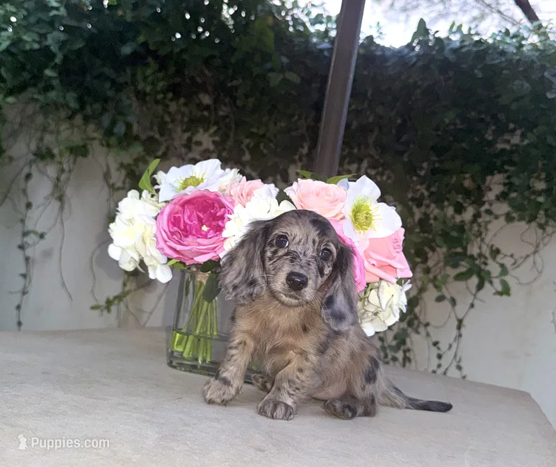 Betty LH Dapple AKC – Dachshund, Miniature Dachshund puppy for sale in Phoenix, AZ