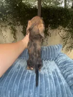 Ava Dapple AKC, a female Dachshund and Miniature Dachshund for sale in Phoenix, AZ – 3 of 10