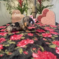 Mia Dapple AKC, a female Dachshund and Miniature Dachshund for sale in Phoenix, AZ – Photo 4 of 7
