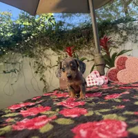 Mia Dapple AKC, a female Dachshund and Miniature Dachshund for sale in Phoenix, AZ – Photo 2 of 7