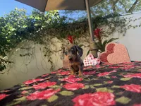 processed/2c98376f-3abf-495c-a2d5-588128dd9bfb/listing/494d5d86-011d-4b5c-9866-999800f8b799/5552a7e0-9caa-42f4-97d1-cc2557f62dff