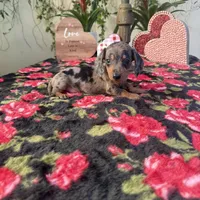 Mia Dapple AKC, a female Dachshund and Miniature Dachshund for sale in Phoenix, AZ – Photo 5 of 7