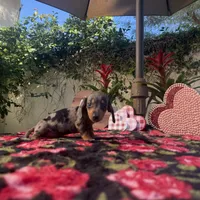 Mia Dapple AKC, a female Dachshund and Miniature Dachshund for sale in Phoenix, AZ – Photo 7 of 7