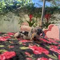 Mia Dapple AKC, a female Dachshund and Miniature Dachshund for sale in Phoenix, AZ – Photo 6 of 7