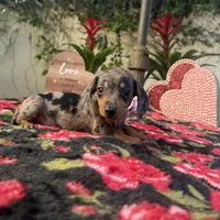 Mia Dapple AKC, a female Dachshund and Miniature Dachshund for sale in Phoenix, AZ – Photo 1 of 7
