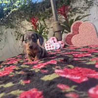 Mia Dapple AKC, a female Dachshund and Miniature Dachshund for sale in Phoenix, AZ – Photo 3 of 7