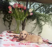 Missy LH AKC, a female Dachshund and Miniature Dachshund for sale in Phoenix, AZ – 6 of 6