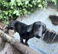Joe Dapple AKC, a male Dachshund and Miniature Dachshund for sale in Phoenix, AZ – 9 of 10