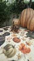 Mia Red AKC, a female Dachshund and Miniature Dachshund for sale in Phoenix, AZ – 6 of 8