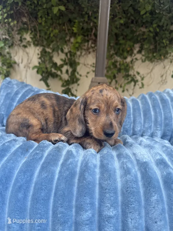 Bob Dapple AKC – Dachshund, Miniature Dachshund puppy for sale in Phoenix, AZ