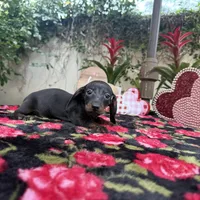 Bob AKC, a male Dachshund and Miniature Dachshund for sale in Phoenix, AZ – Photo 6 of 6