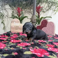 Bob AKC, a male Dachshund and Miniature Dachshund for sale in Phoenix, AZ – Photo 3 of 6