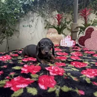 Bob AKC, a male Dachshund and Miniature Dachshund for sale in Phoenix, AZ – Photo 4 of 6