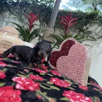 Bob AKC, a male Dachshund and Miniature Dachshund for sale in Phoenix, AZ – Photo 2 of 6