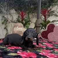 Bob AKC, a male Dachshund and Miniature Dachshund for sale in Phoenix, AZ – Photo 1 of 6