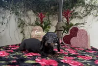 processed/2c98376f-3abf-495c-a2d5-588128dd9bfb/listing/4ecf970a-e0a9-4404-aae1-a3bbb324abb4/a21616a6-19b1-4b18-8e48-c0c177627331