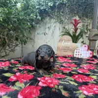 Bob AKC, a male Dachshund and Miniature Dachshund for sale in Phoenix, AZ – Photo 5 of 6