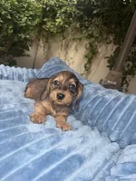 Ava Dapple AKC, a female Dachshund and Miniature Dachshund for sale in Phoenix, AZ – 1 of 10