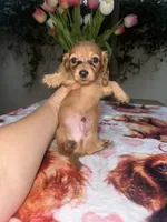 Jim LH AKC, a male Dachshund and Miniature Dachshund for sale in Phoenix, AZ – 1 of 5
