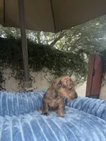 Bob Dapple AKC, a male Dachshund and Miniature Dachshund for sale in Phoenix, AZ – 6 of 8
