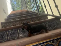 Dolly AKC , a female Dachshund and Miniature Dachshund for sale in Phoenix, AZ – 4 of 10